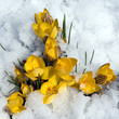 Krokus; Schnee