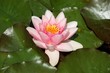 Seerose