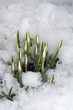Schneegloeckchenknospen