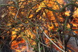 Holzverbrennung