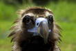 Mönchsgeier (Aegypius monachus)