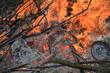 Flammen und Asche