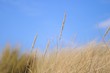 Herbes folles