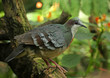 Endangered Luzon Bleeding-heart dove (Gallicolumba luzonica) Endangered Luzon Bleeding-heart dove (Gallicolumba luzonica)