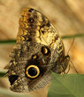 A large Owl Butterfly perching on a leaf