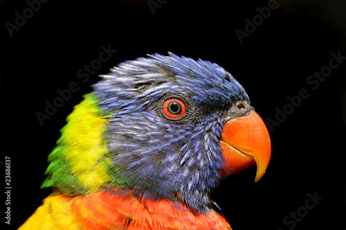 Lorikeet -Close up isolated