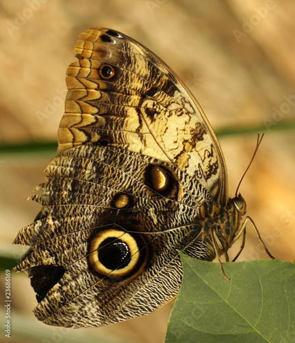 A large Owl Butterfly perching on a leaf