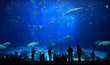 Large Aquarium - People Silhouettes Large Aquarium - People Silhouettes