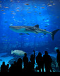 Large Aquarium - People Silhouetted, whale shark Large Aquarium - People Silhouetted, whale shark