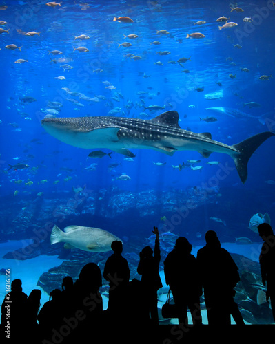 Large Aquarium - People Silhouetted, whale shark Large Aquarium - People Silhouetted, whale shark