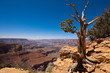 Photos : Baum am Grand Canyon