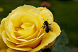 Gelbe Rose