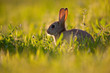 lapin lapine garenne sauvage gibier lapin lapine garenne sauvage gibier