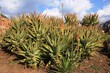 Agave Agave