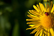 Ladybird on the yellow flower