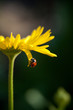 Ladybird on the yellow chamomile