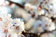 Branch of cherry background