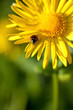 yellow chamomile