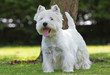 westie debout de face langue pendante westie debout de face langue pendante