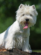 westie de face à l'air intrigué