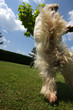 poil de westies dans le vent poil de westies dans le vent