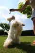 maîtresse jouant avec son westie maîtresse jouant avec son westie