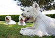 conciliabules de trois westies sur la pelouse conciliabules de trois westies sur la pelouse
