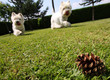 westie et pomme de pin westie et pomme de pin