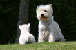 bébé westie jouant à provoquer sa maman bébé westie jouant à provoquer sa maman