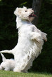 westie adulte faisant le beau westie adulte faisant le beau