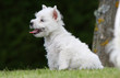 chiot westie de profil à l'air sage chiot westie de profil à l'air sage