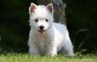 chiot west highland white terrier debout de face chiot west highland white terrier debout de face