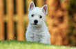 jeune westie de face sur l'herbe jeune westie de face sur l'herbe