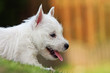 jeune westie allongé de profil jeune westie allongé de profil