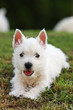 chiot westie de face chiot westie de face