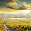 Vineyard