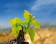 Vigne au printemps