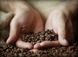 Hand holding coffee beans