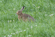 Hase auf saftiger Wiese