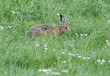 Hase auf saftiger Wiese Hase auf saftiger Wiese