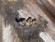 Hungry Barn Swallow Chicks