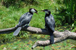 Cormorans pie