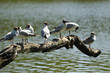 Mouettes rieuses