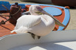 Petros, the Pelican from Mykonos Island. Greece, Europe Petros, the Pelican from Mykonos Island. Greece, Europe