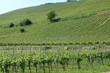 Weinreben im Querfomat