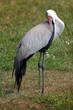 Grue caronculée