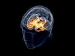 Brain Xray Isometric