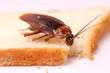 Cockroach eating a bread slice Cockroach eating a bread slice