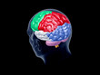 Xray head with sectioned brain - rear