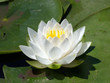 Nénuphar